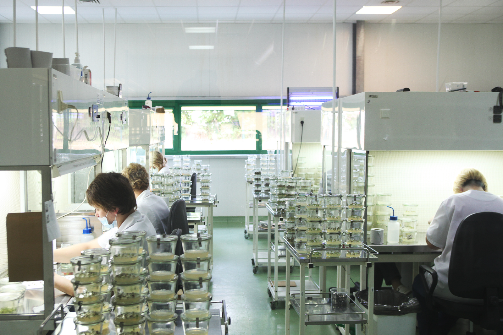 Tissue culture laboratory in production